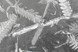 Fossil Seed Fern (Alethopteris & Neuropteris) Plate -Pennsylvania #168386-1